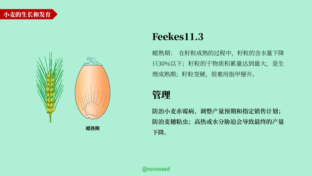 农产品基础知识系列之大豆,小麦的一生