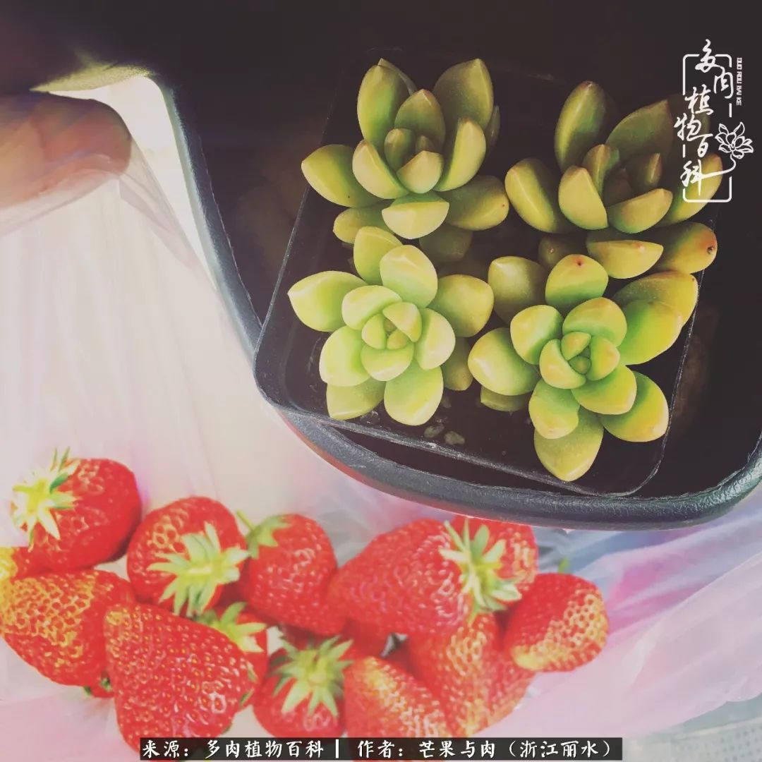 芒果与多肉是我的全部:90后小阿姨的养肉养娃