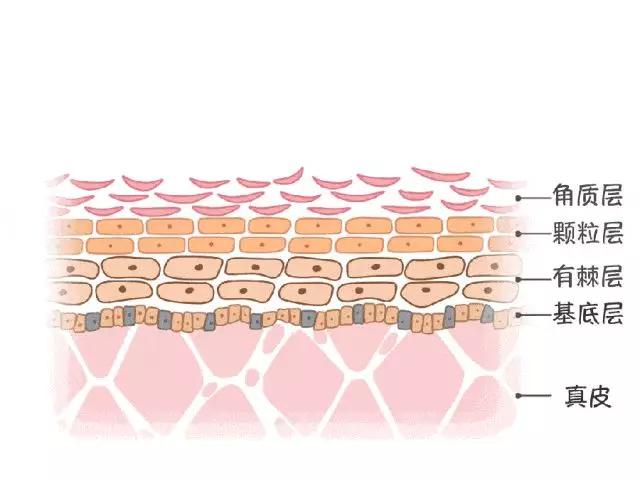 【那么,皮肤结构分哪几层?