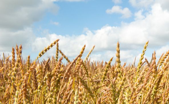 开业用的麦穗别人来拿走好不好 79644483ec234e4ea52885b78f0af118.jpeg