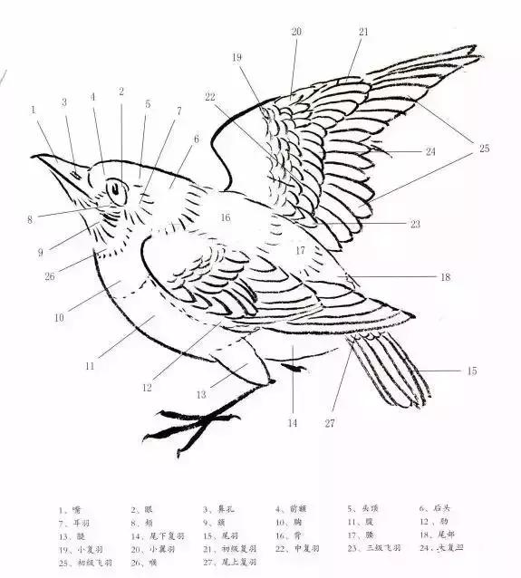 分步骤详解,写意翎毛基本画法,从结构到姿态,跟着学有