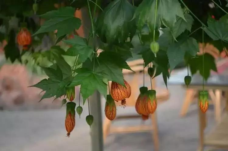 6款超美丽的"吊灯花,看一眼就想要一盆!