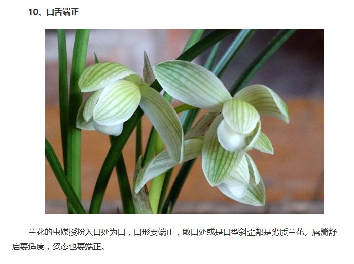 名贵兰花的标准,你知道多少?