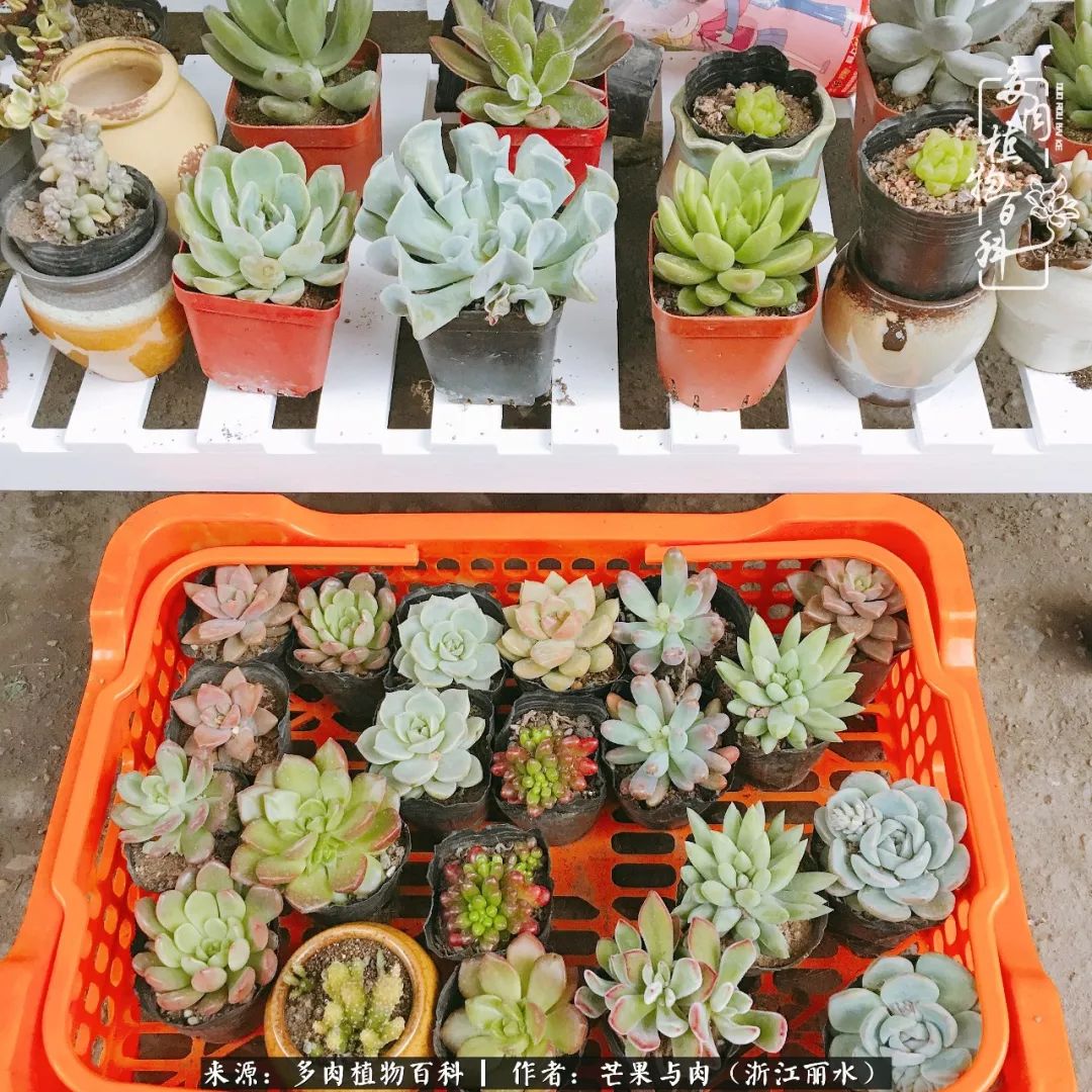 芒果与多肉是我的全部:90后小阿姨的养肉养娃里程!