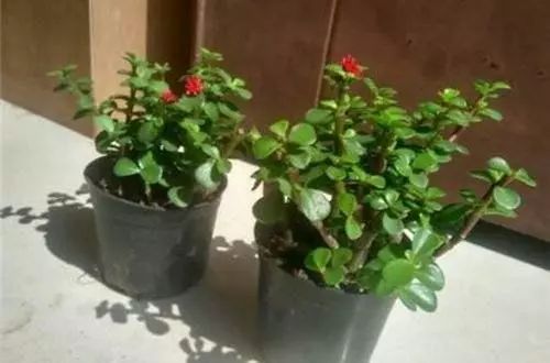 怎么养金枝玉叶才能养好 7de7472fef8649f298e2e7fcdd916f1a.jpeg