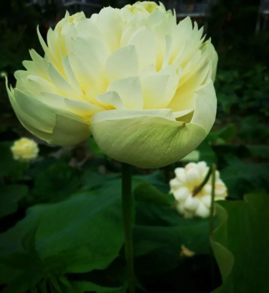 一生善良，必有后福！