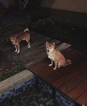 两只狗骨头打一成语疯狂看图猜成语(2)