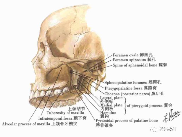 奈特人体解剖彩色图谱丨头颈部 骨,关节及韧带(双语)