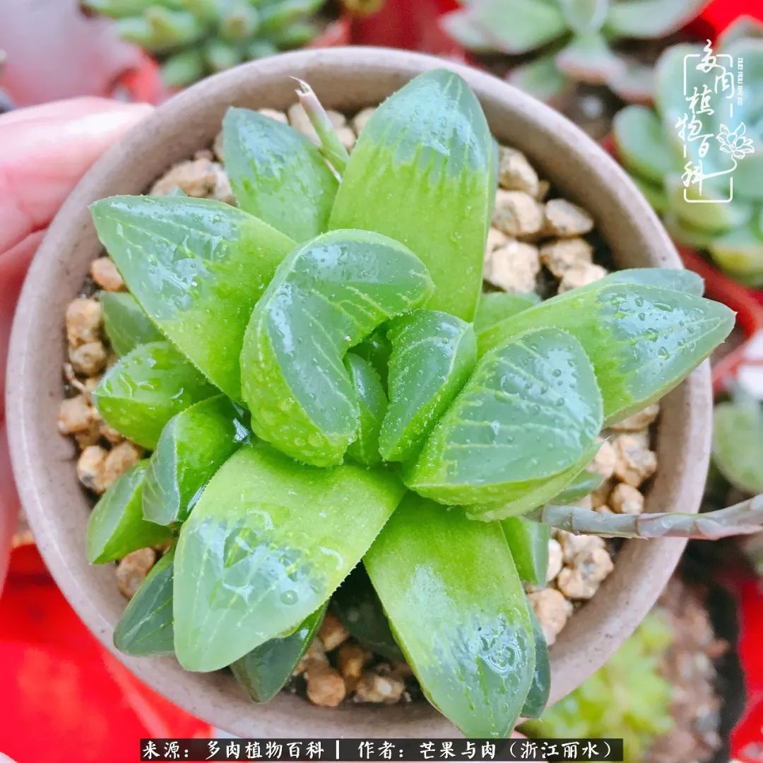 芒果与多肉是我的全部:90后小阿姨的养肉养娃