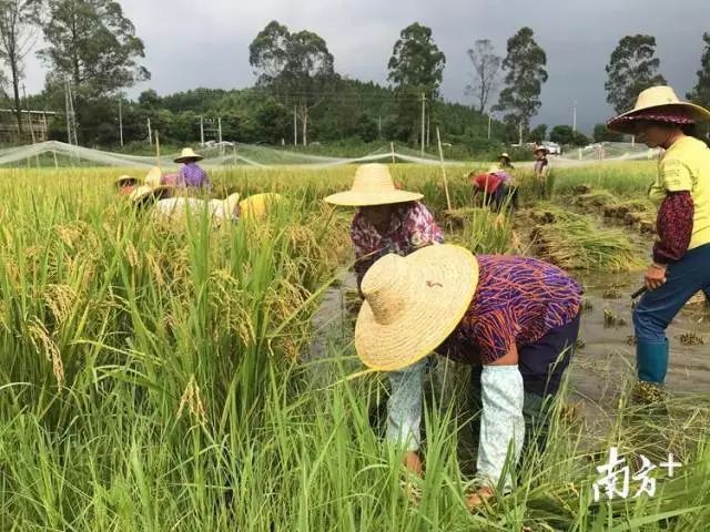 英德新型水稻栽插1次收割10年种出大米卖20元斤