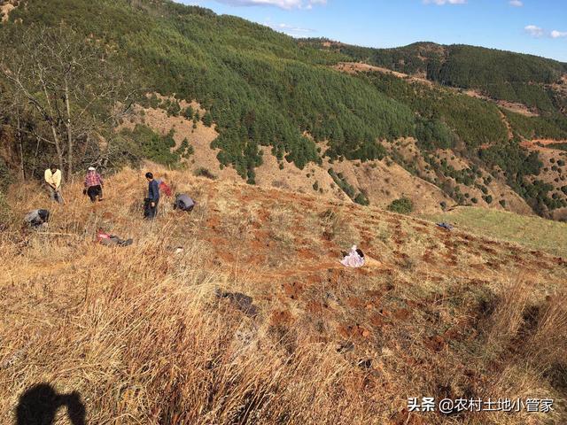 大学生返乡创业成立农民专业合作社种植刺脑包发展如火如荼