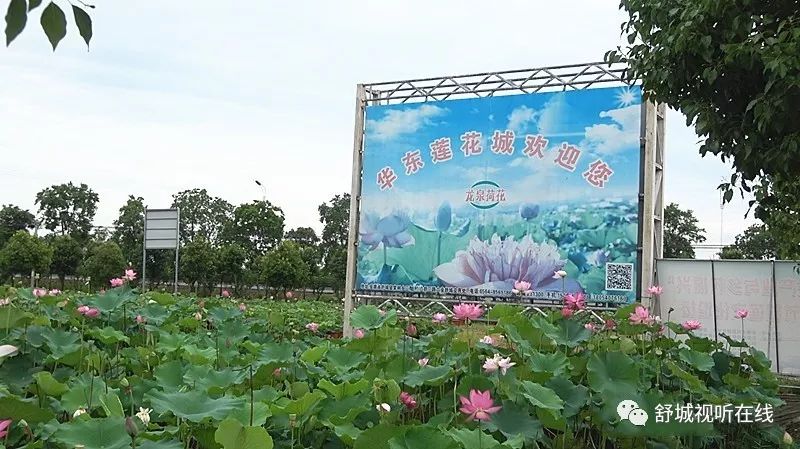 位于棠树乡三拐村的舒城龙泉荷花园又盛开了.