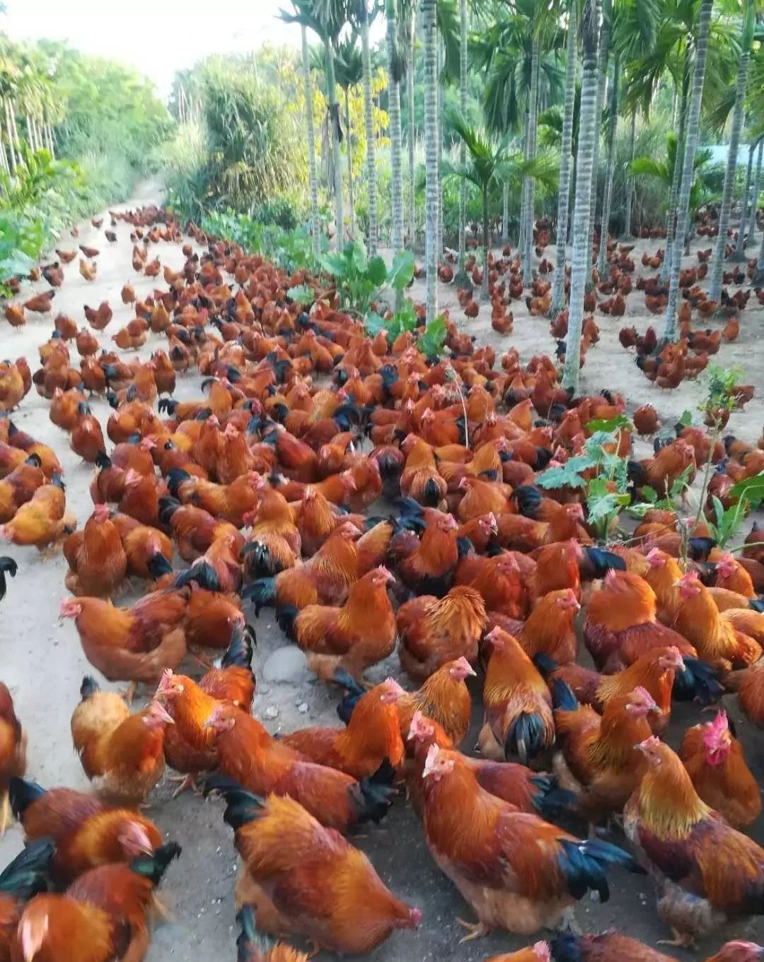 农村养鸡 养鸡技术养鸡场需要注意的十三大注意事项