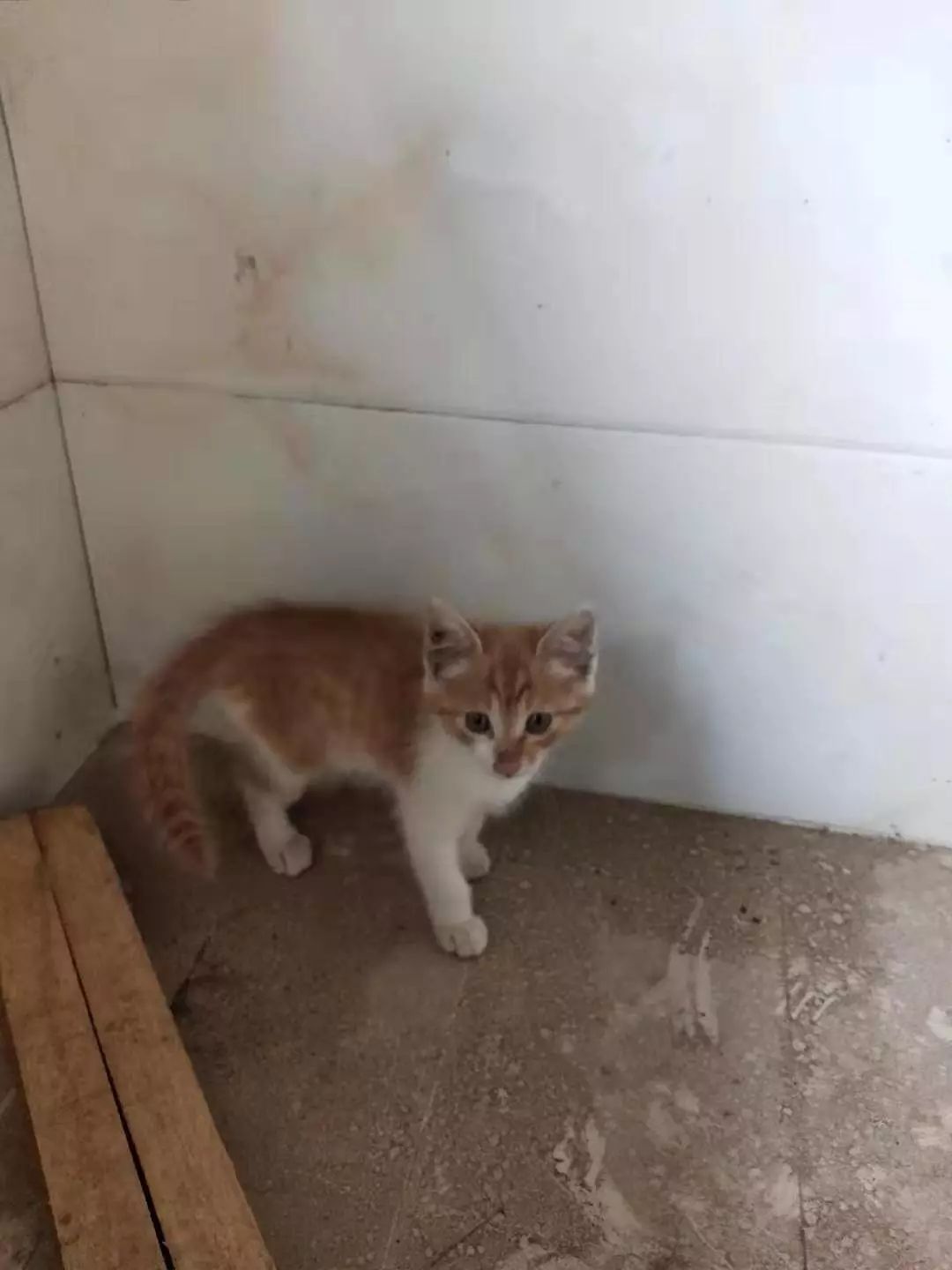 怎么捡猫一靠近就跑 a49b818baf0a4207b25e6fc800d22606.jpeg