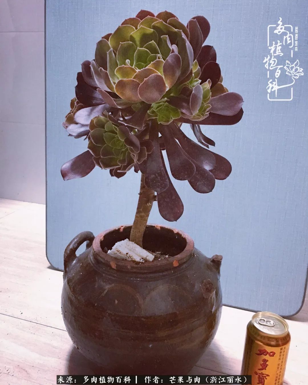 芒果与多肉是我的全部:90后小阿姨的养肉养娃