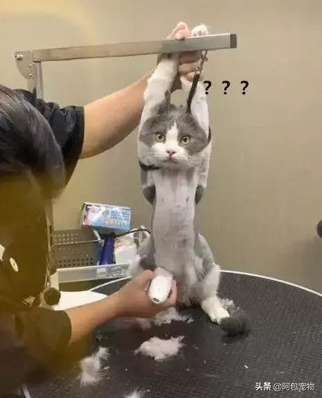 猫剃毛造型狮子 ad4a37ffd634460facc24b4534df2f99.jpeg