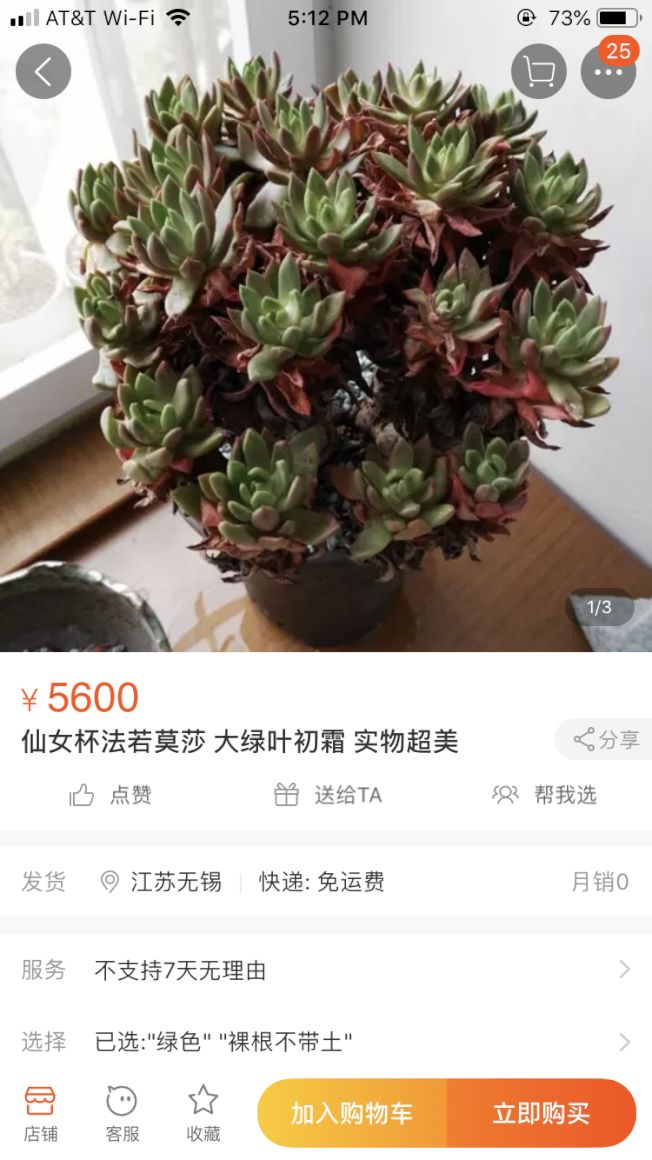 近些年来在亚洲风靡多肉植物的浪潮下 加州路边仙女杯中国卖500美元 包女士