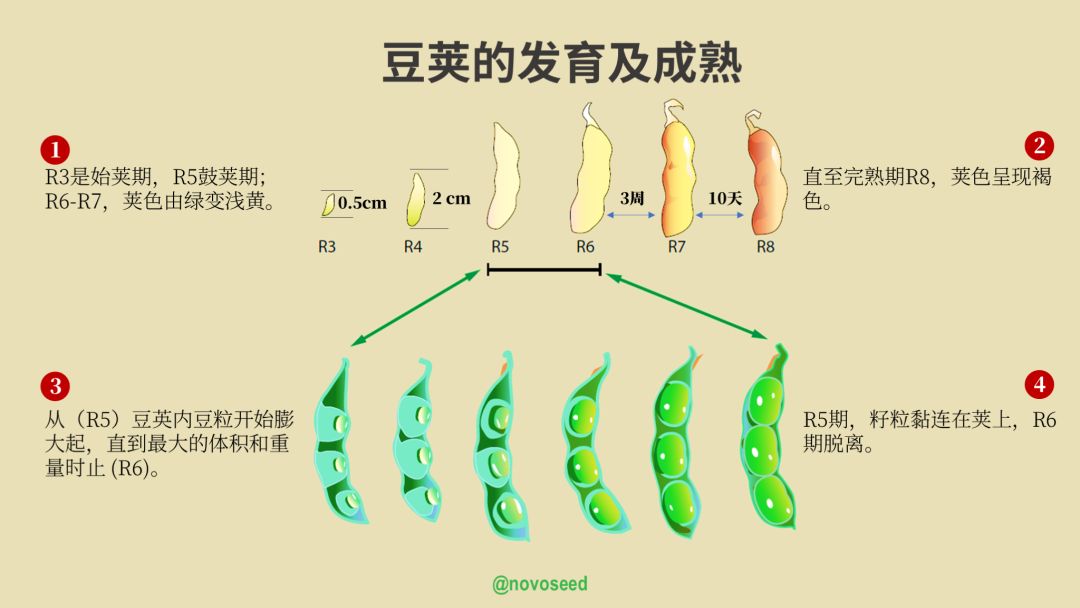 农产品基础知识系列之大豆,小麦的一生