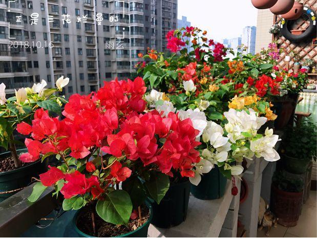 三角梅用什么树嫁接 be21cde62aeb486980aae1b29f208ecd.jpeg