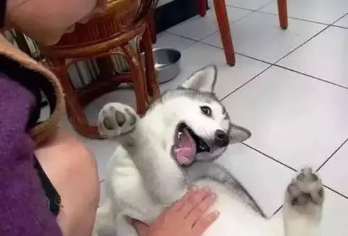为什么不能摸小狗肚子 c0bfda6f8a0f4ab2955cebb459f1896b.jpeg