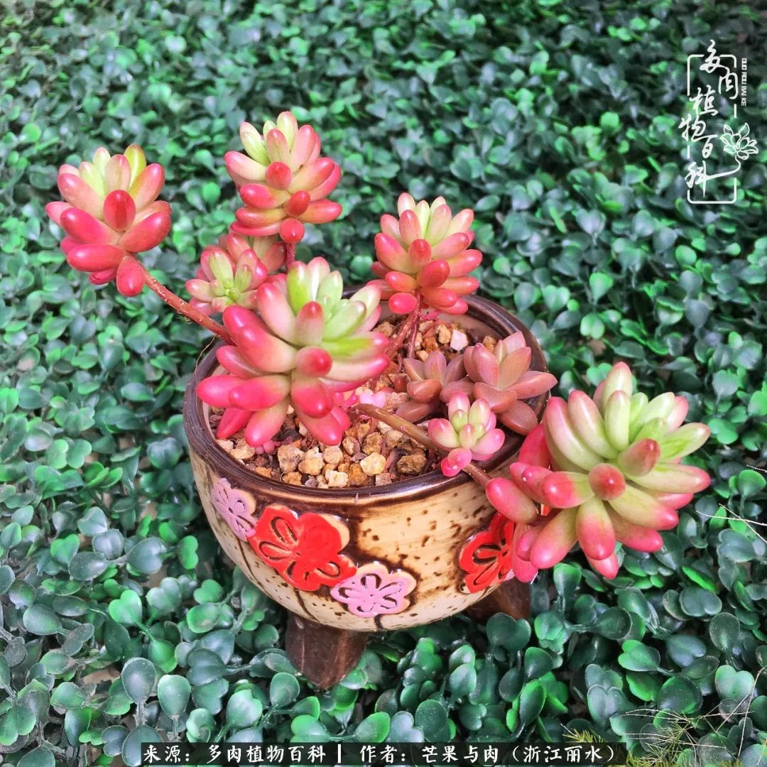 芒果与多肉是我的全部:90后小阿姨的养肉养娃