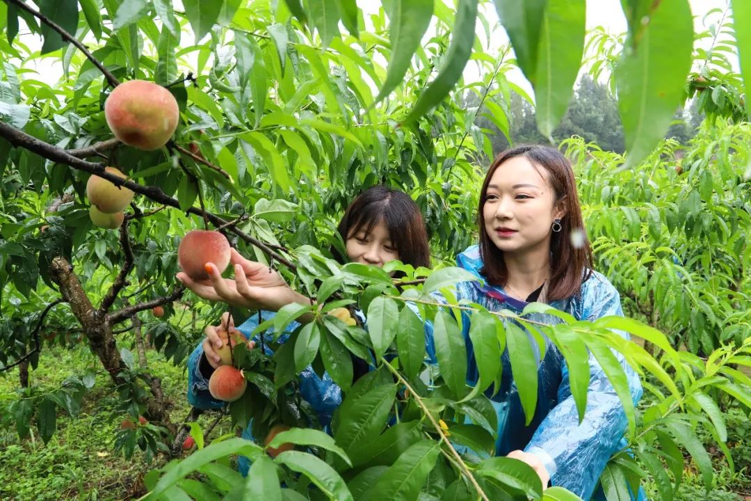 前来游玩的江女士忍不住发出感叹: 千佛桃源景区很美,采摘桃子的经历