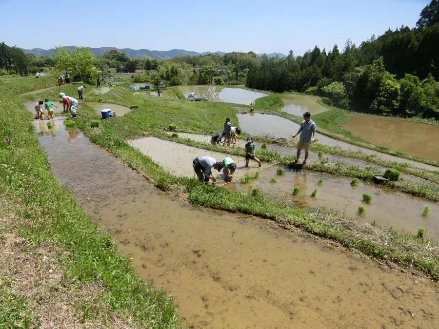 人均种田_农民种田图片(3)