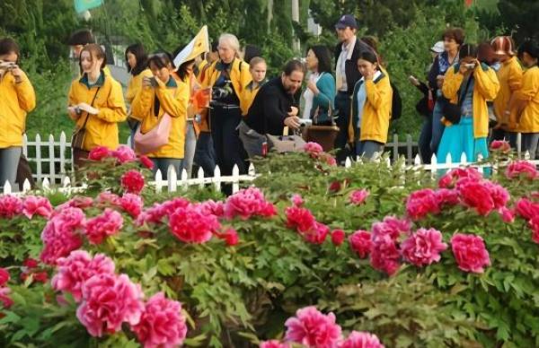 中国花协推荐牡丹为国花 洛阳 菏泽两地率先号召投票 我国