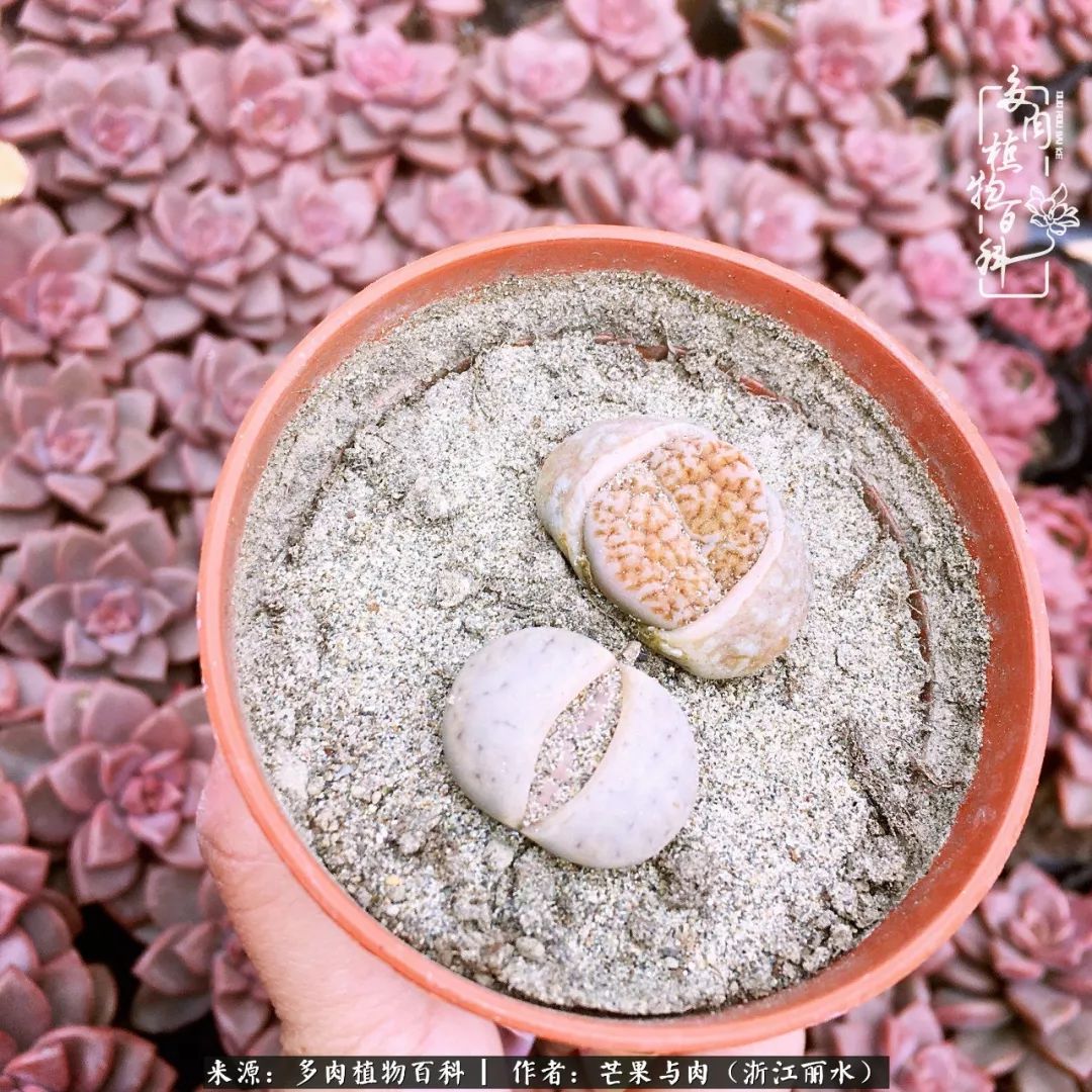 芒果与多肉是我的全部:90后小阿姨的养肉养娃