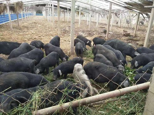 养一只猪能创造多少gdp_一只猪侧躺着像人的图(3)