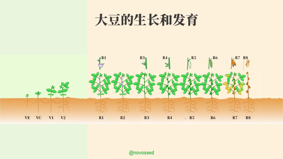 农产品基础知识系列之大豆,小麦的一生