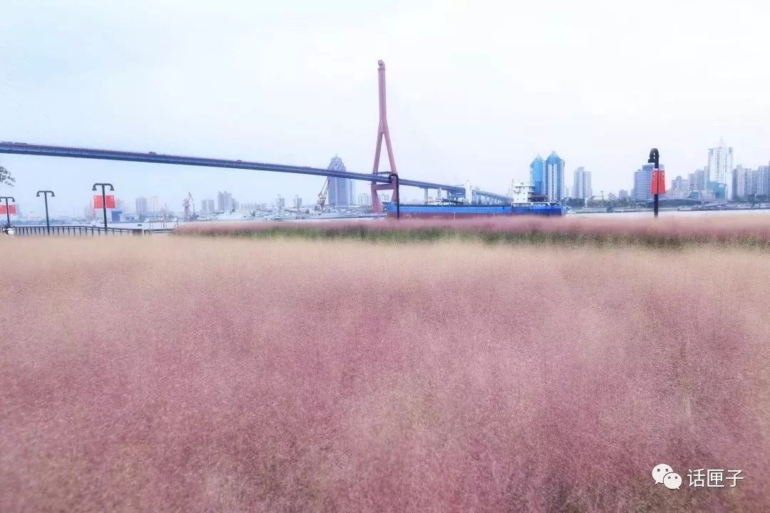 粉黛乱子草,杨树浦咖啡…… 越来越多的"打卡网红景点" 到上海船厂的"