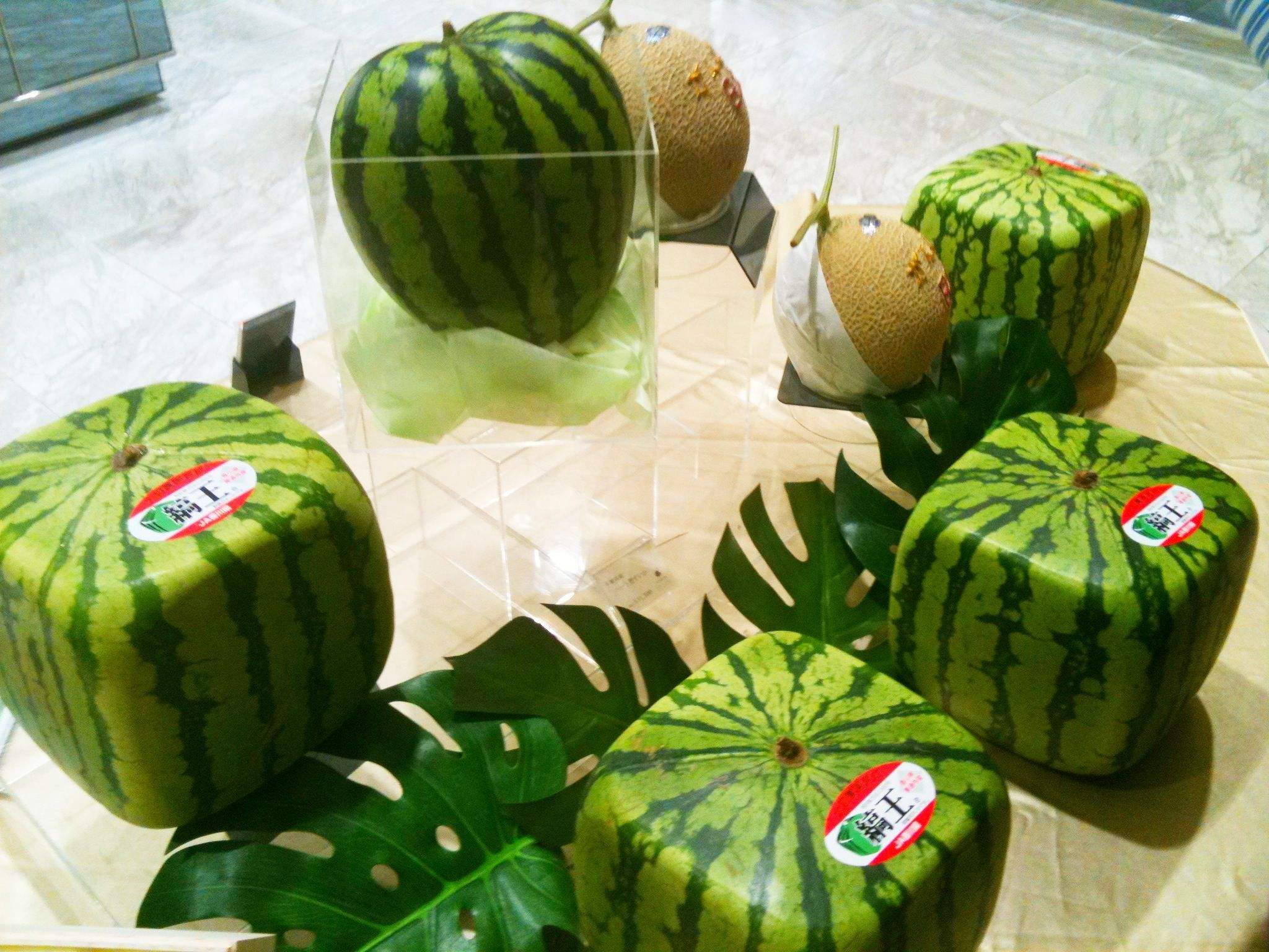 我国是世界上最大的西瓜生产国，西瓜育种如何满足人均吃瓜40公斤 - 知乎