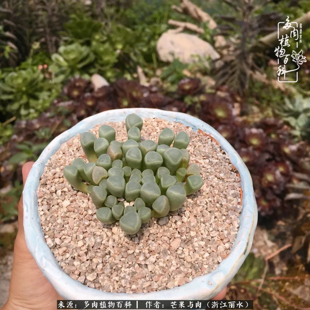 芒果与多肉是我的全部:90后小阿姨的养肉养娃