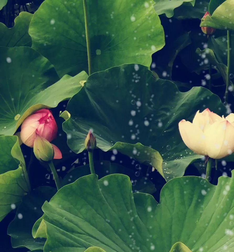 一生善良，必有后福！