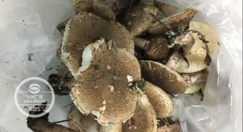 蘑菇加什么会中毒 03357fcdab274c06813f64d1c989fb5a.jpeg