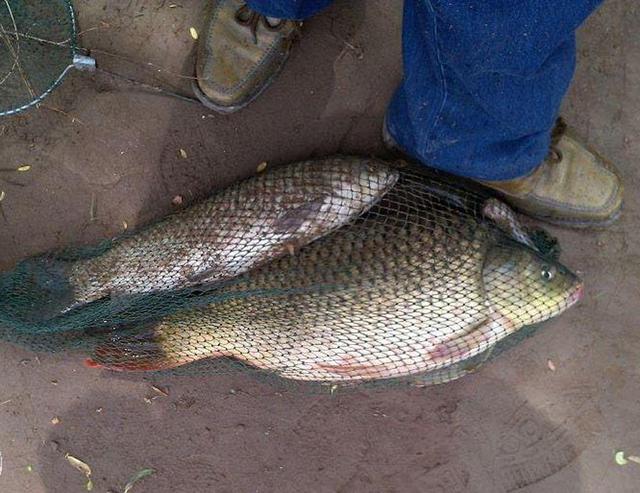 鱼多少钱一斤鲤鱼 045f7b1952024cd3b6aca1a5d200e4b8.jpeg