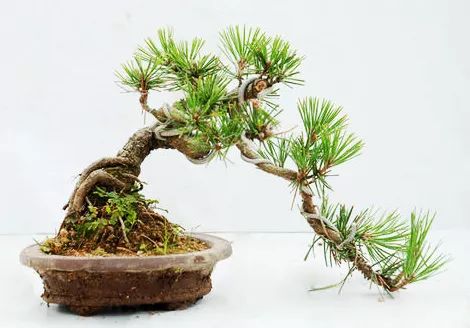 树干造型 黑松盆景可制作成斜干式,曲干式,悬崖式等,也可制成附石式