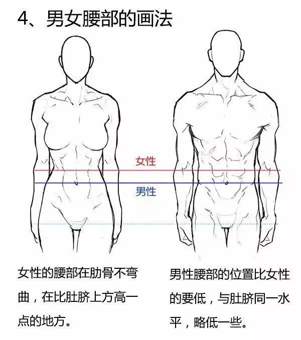 男女人体结构的绘制教程了解男女身体的差异从画画做起