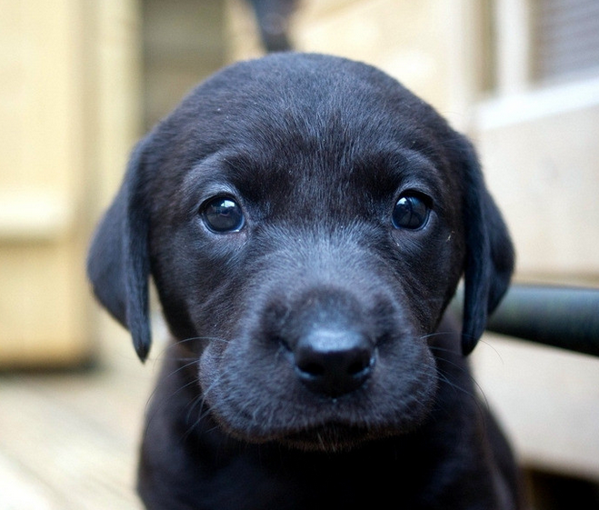 狗狗怎么驱虫最简单 16899e574a3141679e76bde893d01c8a.png