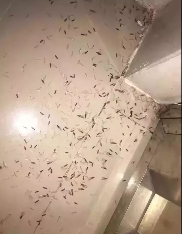 诱杀蚊子_夏季蚊虫叮咬 驱蚊方法 驱蚊产品
