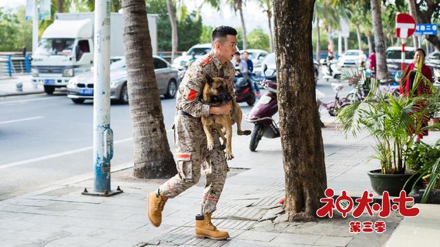 吹爆这部暖心剧,《神犬小七3》进入悲情高潮,为搜救犬真实落泪_步枪