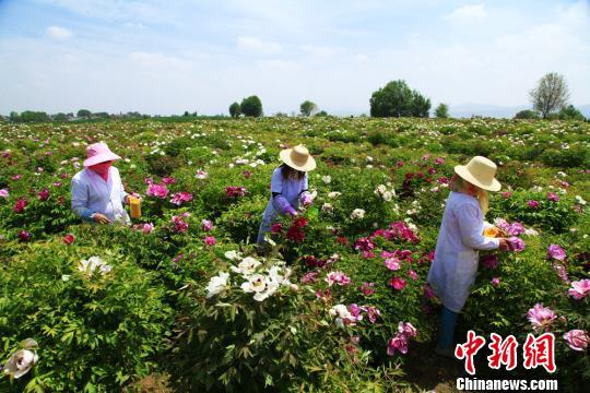 临夏县土桥镇总人口_临夏县土桥镇张秉慧