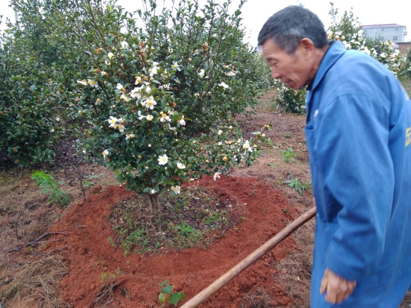 高产油茶什么时候施肥好?掌握好3个施肥时期,施肥用量及方法