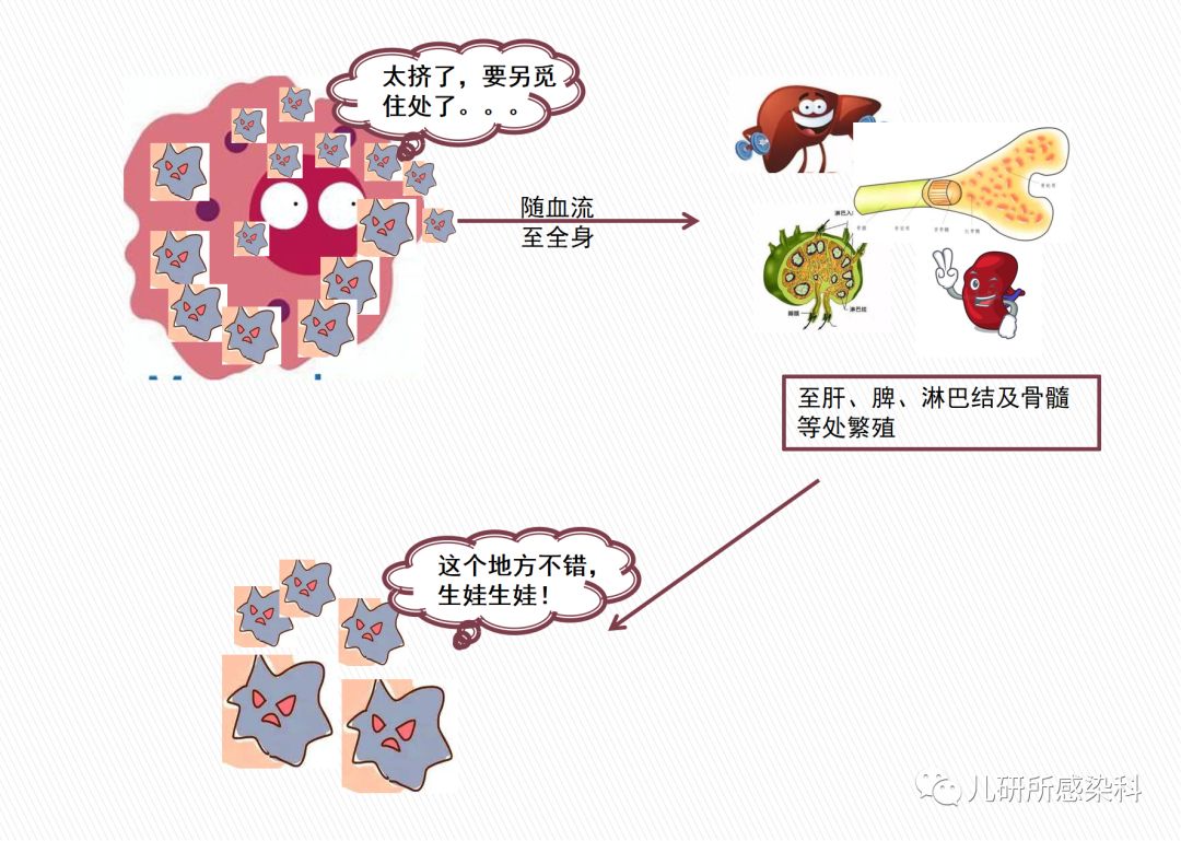 羊原代骨骼肌细胞-原代细胞-STR细胞-细胞培养基-赛百慷生物