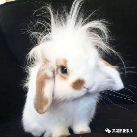 可萌可软可沙雕,小兔兔真的太可爱惹!每一只都想摸