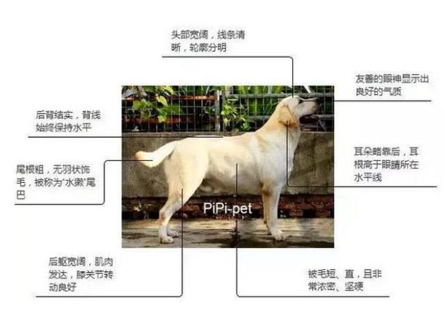 纯种拉布拉多犬的比例应该是肩高和体长的比例大概在一比一,或者体长