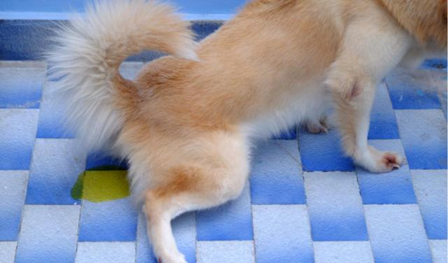 原创什么是狗狗尿路感染会有什么症状可以怎么治疗呢