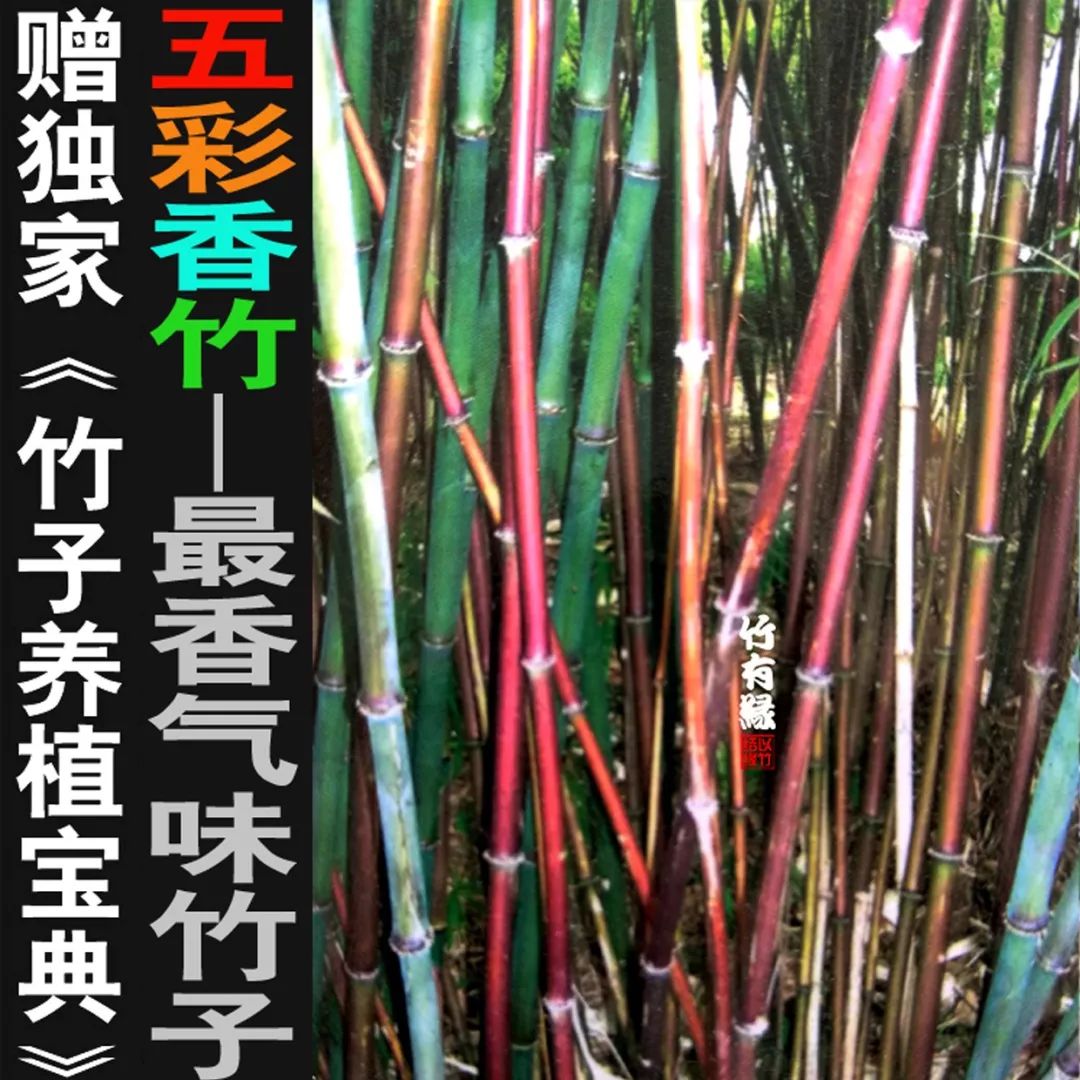 你猜——谁是世界上【最有味】的竹子?