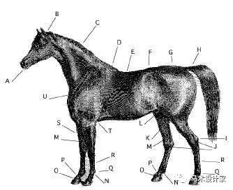 马匹的形态